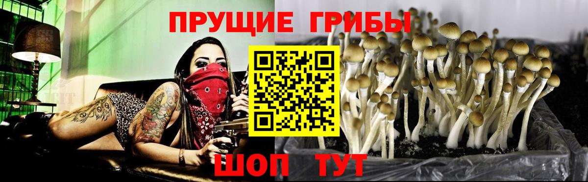 Галлюциногенные грибы Psilocybine cubensis Новокубанск